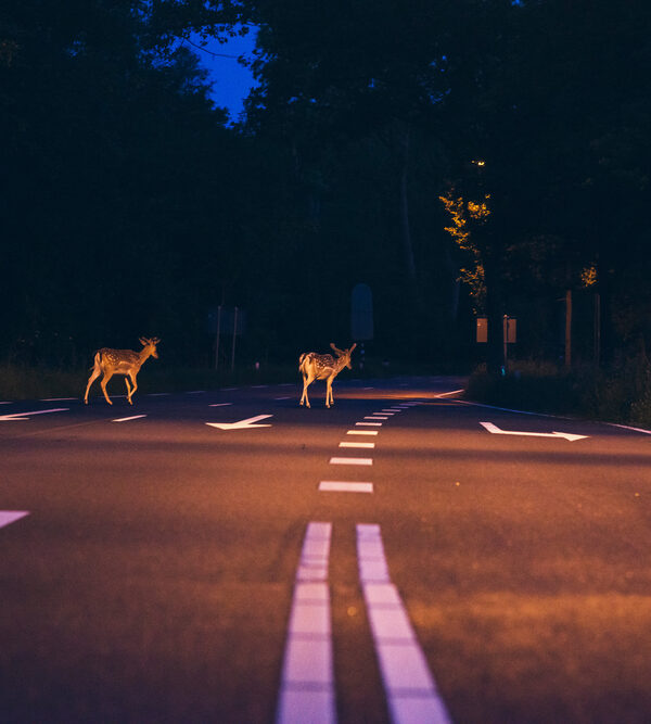 night vision - Two deer crossing the road at dawn